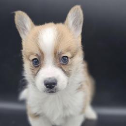 Otis - White and red male Pembroke Welsh Corgi puppy in Tomball, Texas from Larsen Loved Corgis
