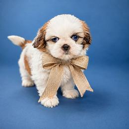 Teddy - Gold and white male Shih Tzu puppy in Hialeah, Florida from Jolie glz