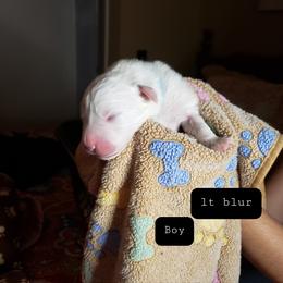 Lt. Blu - White male Great Pyrenees puppy in Yucaipa, California from Rusty Horse Ranch Great Pyrenees