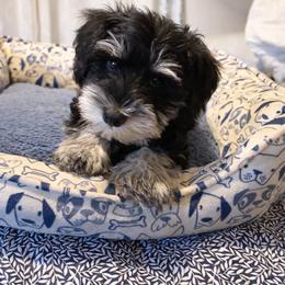 B3 - Black and silver male Miniature Schnauzer puppy in Sugar Land, Texas from Silver Paw Ranch