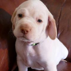 Boy 1 - Braque du Bourbonnais puppy in Lincoln, Nebraska from Rufnit Kennels, LLC