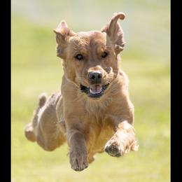 Golden Retrievers from Heartwood Goldens
