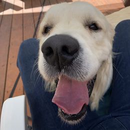 Golden Retriever Puppies from West Coast Cream Goldens