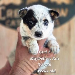 Girl 2 - Blue female Australian Cattle Dog puppy in Monroe, North Carolina from Creek View Cattle Dogs