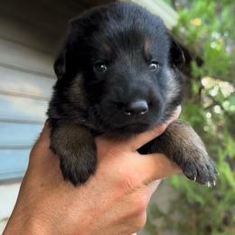 Purple - Black and tan female German Shepherd puppy in Windsor, Colorado from German Shepherds