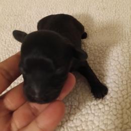 Boy 3 - Black male Cavapoo puppy in East Providence, Rhode Island from Marta's Cavaliers