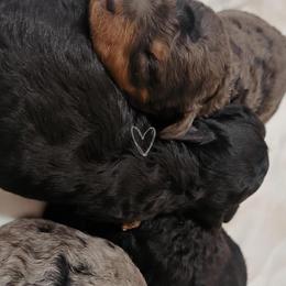 Poodle puppies from Puppy Adventures LLC