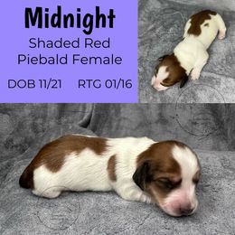 Midnight - Piebald female Dachshund puppy in Denham Springs, Louisiana from Rockin’ with Dachshunds