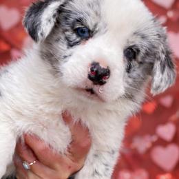 Rocker - Blue merle and white male Cardigan Welsh Corgi puppy in Kerens, West Virginia from Leather & Lace