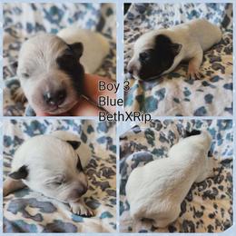 Boy 3 - Blue male Australian Cattle Dog puppy in Bradford, Arkansas from Cedar Rock Heelers and Kelpies