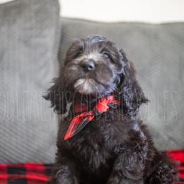 Goldendoodle Puppies from Doodle Me This Goldendoodles