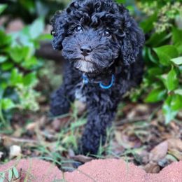 Goldendoodle Puppies from Our Darling Doodles