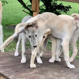 Silken Windhound Puppies from Regalant Silken Windhounds