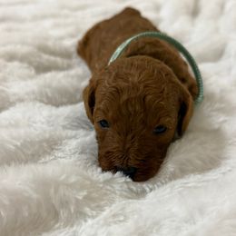 Honey - Red  female Goldendoodle puppy in Graham, North Carolina from Geise Meadow Doodles