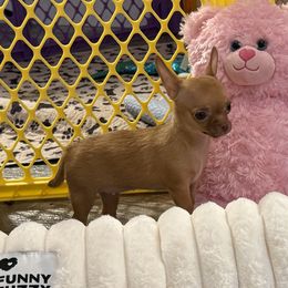 Short coat red girl - Red and white female Chihuahua puppy in Summerfield, Florida from Uey’s Chihuahuas