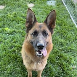 Ossy - German Shepherd