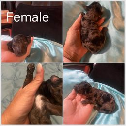 Poodle Puppies from Pool View Poodles