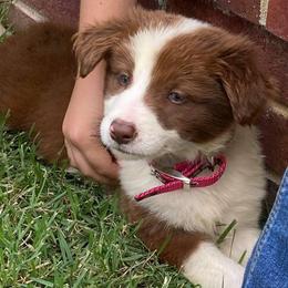 Border Collie and Miniature Australian Shepherd Puppies from RossVegas Kennels