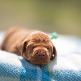 German Shorthaired Pointer and Vizsla Puppies from Nosam Kennels- Hungarian Vizslas, and German Shorthairs Located in Kentucky