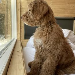 Goldendoodles, Golden Retrievers, and Poodles from Bracha Poodles & Doodles