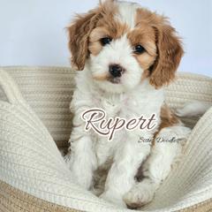 Rupert - Parti male Goldendoodle puppy in Humboldt, Minnesota from Sister Doodles