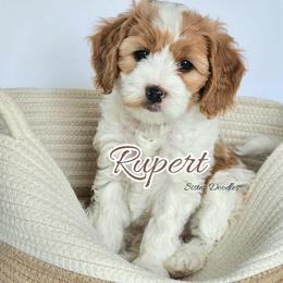Rupert - Parti male Goldendoodle puppy in Humboldt, Minnesota from Sister Doodles