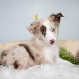 Phoenix - Red merle female Border Collie puppy in Conway, Missouri from 2J 2K Border Collies | Maremma Sheepdogs