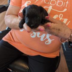 Joker - Black male Miniature Schnauzer puppy in Huron, Tennessee from Wilma's Paw-Paw Patch