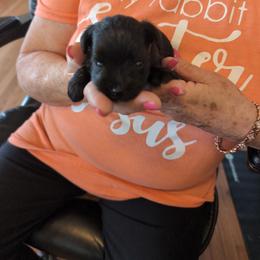 Joker - Black male Miniature Schnauzer puppy in Huron, Tennessee from Wilma's Paw-Paw Patch