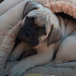Bullmastiffs from BO-BECK Bullmastiffs