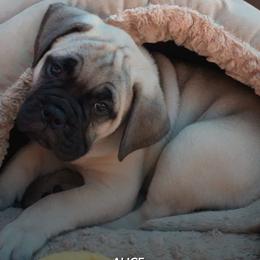 Bullmastiffs from BO-BECK Bullmastiffs