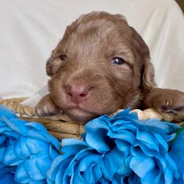 Dopey - Brown merle male Aussiedoodle puppy in Denton, Maryland from Royal Conron Doodles