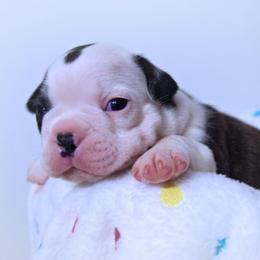 Baby Otis - Black brindle and white male Boston Terrier puppy in Kingsport, Tennessee from Sleepwalker Bostons