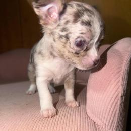 Gucci (tiny runt) AKC - Merle female Chihuahua puppy in Seneca, Missouri from Stephanie’s Puppy Colony
