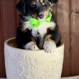 Green collar - Black tri male Miniature Australian Shepherd puppy in 32046, Florida from River Hill Ranch