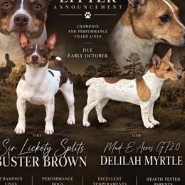 Teddy Roosevelt Terrier puppies from Mud-E Acres Kennel