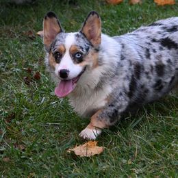 Pembroke Welsh Corgi All Grown Up from Pine Lawn Corgis