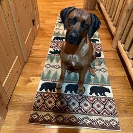 Rhodesian Ridgeback All Grown Up from Chicora Rhodesian Ridgebacks