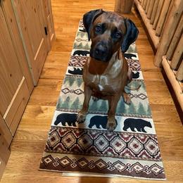 Rhodesian Ridgeback All Grown Up from Chicora Rhodesian Ridgebacks
