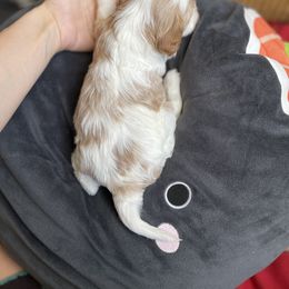 Cavalier King Charles Spaniel and Cavapoo Puppies from Larisa's Cavaliers