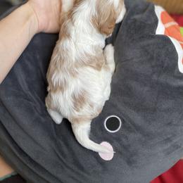 Cavalier King Charles Spaniel and Cavapoo Puppies from Larisa's Cavaliers