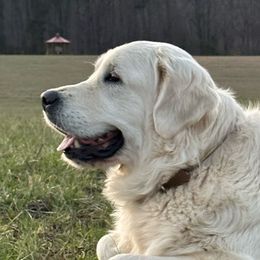 Clover - Golden Retriever