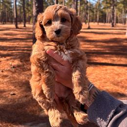 Velma - Red and white female Cockapoo puppy in Ellaville, Georgia from Lakeside Cockapoos