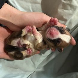 Faith - Red female Pembroke Welsh Corgi puppy in Delton, Michigan from CorGizmo