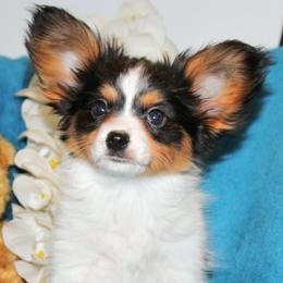 Biscuit - White black and tan male Papillon puppy in Neosho, Missouri from Ms. Barbs Puppies