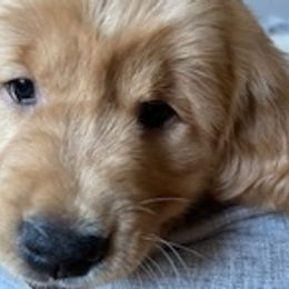 Golden Retrievers from Golden Acres