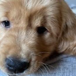 Golden Retrievers from Golden Acres