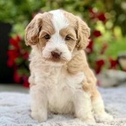 Lavender Collar Girl - Apricot female Australian Labradoodle puppy in Coeur D'alene, Idaho from Lake City Labradoodles