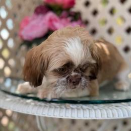 Louie - Tricolor male Shih Tzu puppy in Victorville, California from Precioustzus