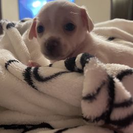 Chihuahua Puppies from Pittsburgh Paw Prints